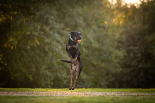 black dog jumping with toy in mouth