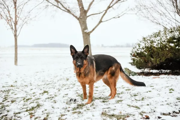 beautiful German shepherd out in the snow