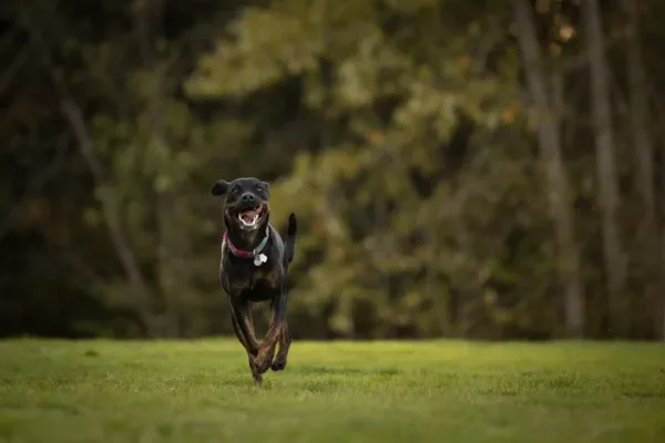 dog running with mouth open and tongue sticking out