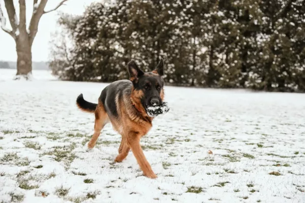 German shepherd out in the snow carrying something on its muzzle