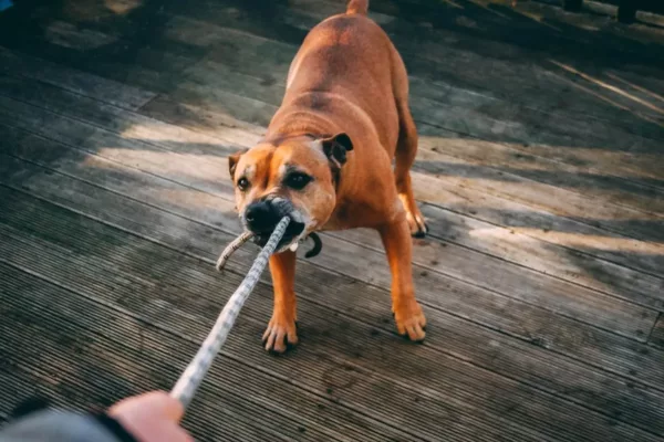 dog biting a rope from its owner