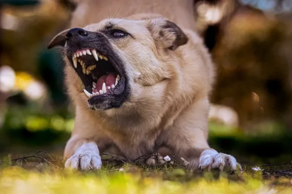 Angry Shepherd dog showing its canines