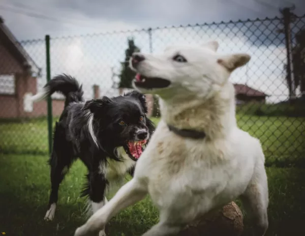 two dogs aggressively playing with each other